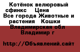 Котёнок велюровый сфинкс. › Цена ­ 15 000 - Все города Животные и растения » Кошки   . Владимирская обл.,Владимир г.